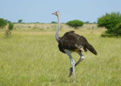 ダチョウ